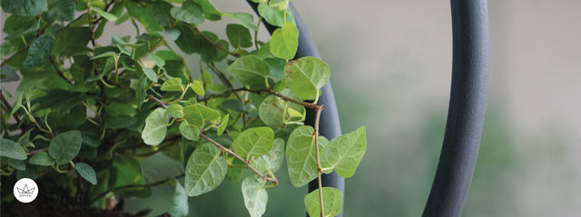 Mejores Viveros Boutique De Santiago