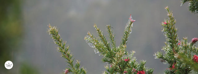 ¿Cada cuánto riego mis plantas?