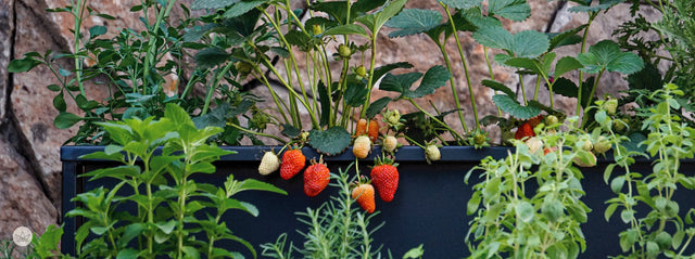 Cómo armar tu huerta ideal