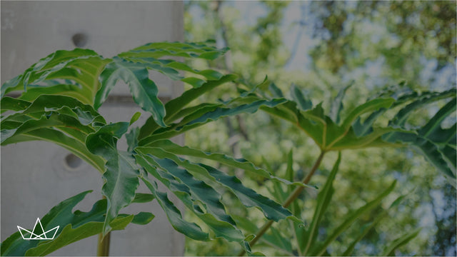 VERDE, lo que nos mueve