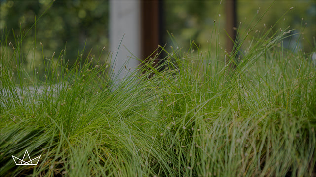 Conexión con la NATURALEZA en casa
