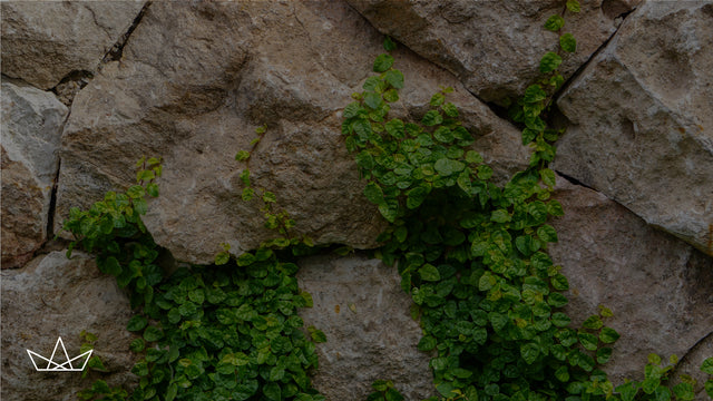 Cómo ser más conscientes con nuestro entorno