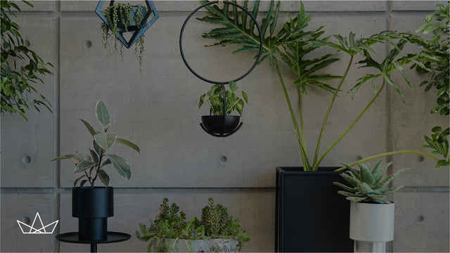 Solución a los errores que cometes con tus plantas