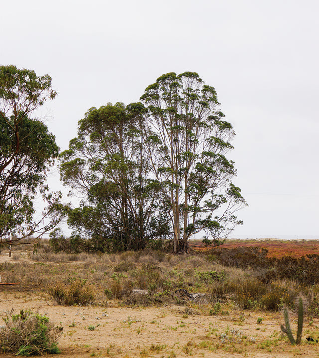Diseños y ecosistemas: ¿Cómo elijo las plantas según el entorno?