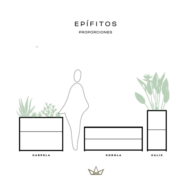 Colección Epífitos