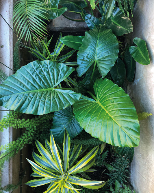 Reconexión y relajo a través de las plantas