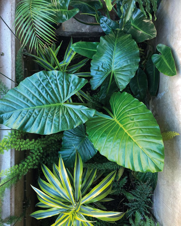Reconexión y relajo a través de las plantas