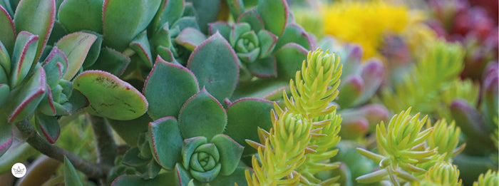 CONJUNTO DE PLANTAS EN MACETEROS