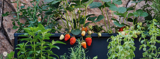 Cómo armar tu huerta ideal