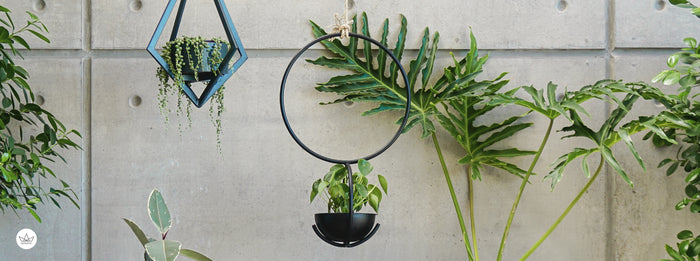 Plantas para alegrar los días fríos