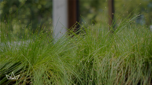 Conexión con la NATURALEZA en casa