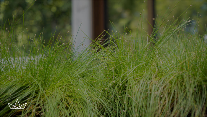 Conexión con la NATURALEZA en casa